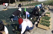 天王川公園・花植イベント