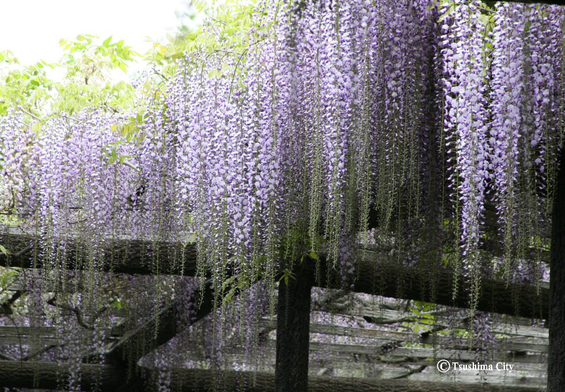 天王川公園、藤の写真