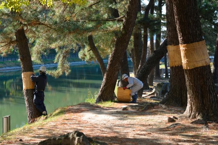 画像　天王川公園のこも巻作業風景