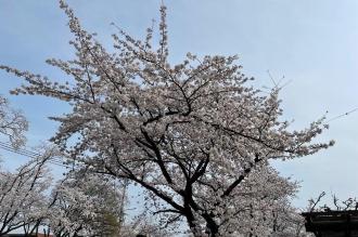 桜2